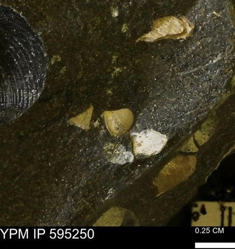 Protocardia sp.