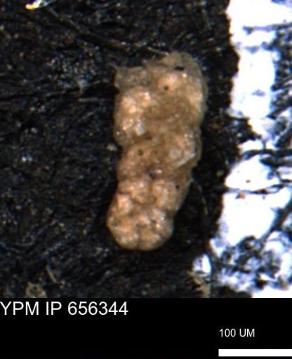 Ammobaculoides whitneyi