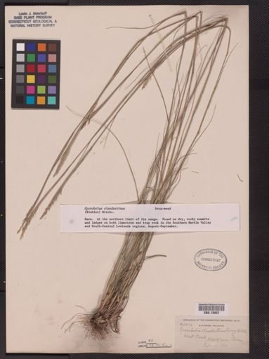 Sporobolus clandestinus