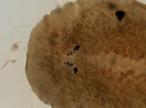 Pleioplana atomata