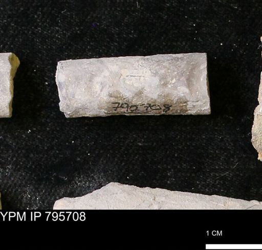 Baculites sp.