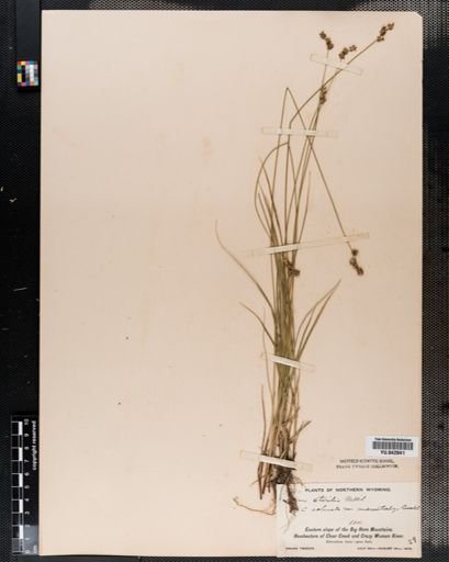 Carex sterilis