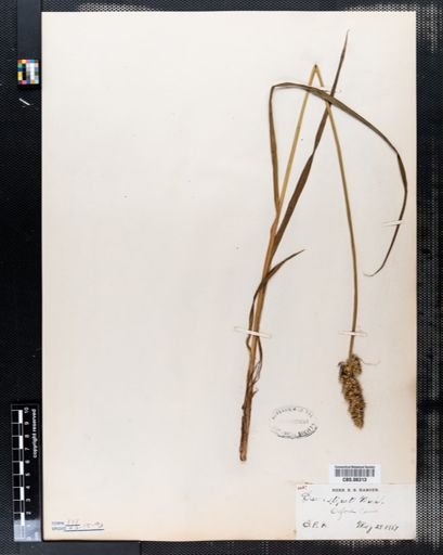 Carex stipata