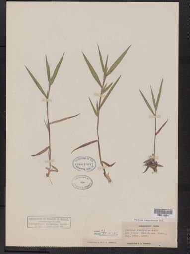 Panicum lanuginosum