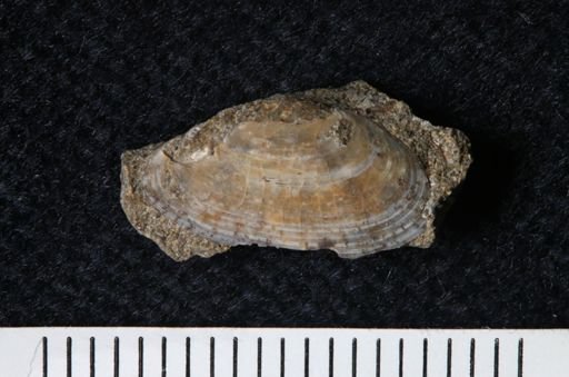 Tellinimera scitula