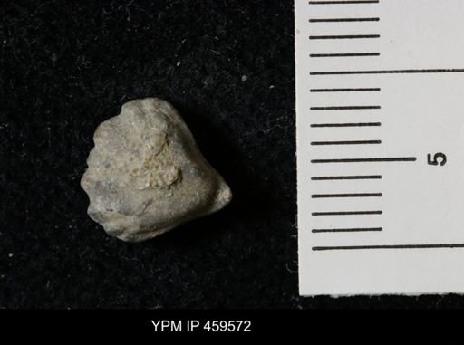 Wellerella osagensis