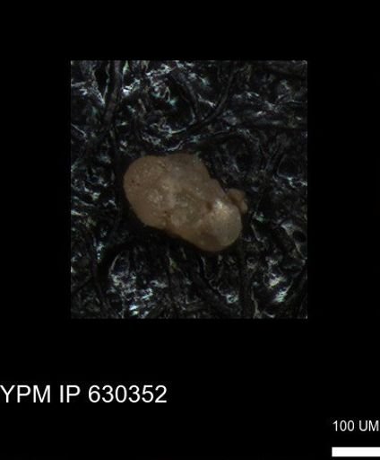 undet. Foraminiferida