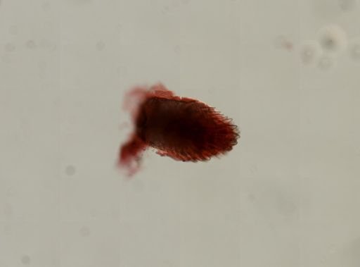 Asterias forbesi