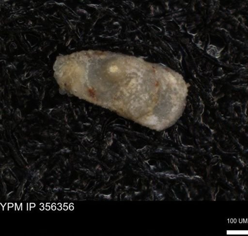 undet. Ostracoda