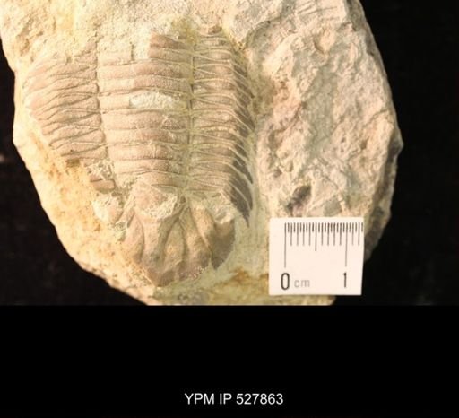 Amphilichas halli