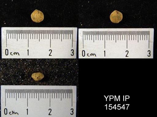 Zygospira recurvirostris