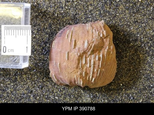 undet. Scaphitidae