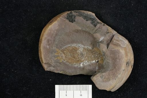 Pygocephalus gracilis