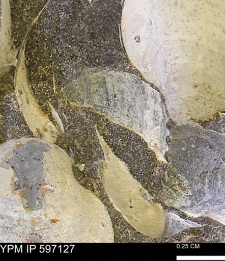 Limopsis striatopunctatus