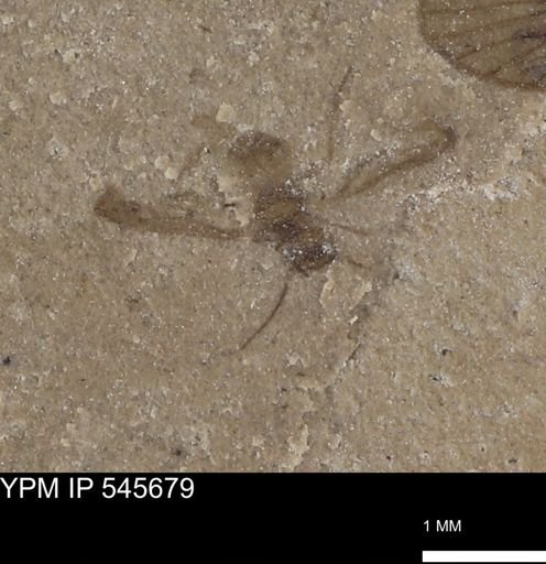 undet. Insecta