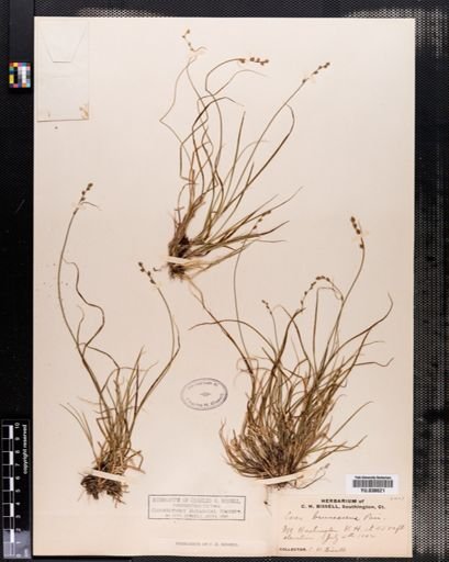 Carex brunnescens