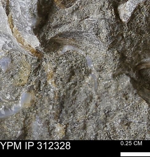 undet. Bivalvia