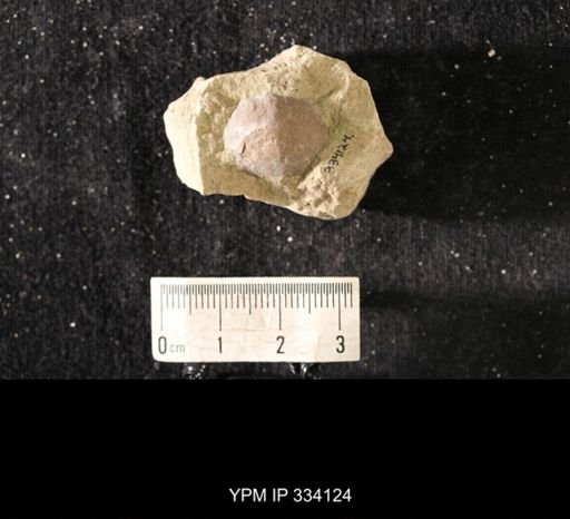 Rafinesquina minnesotensis