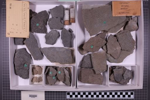 mixed taxa, stratigraphic collection