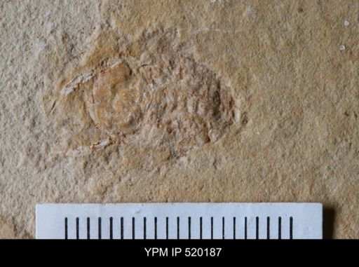 undet. Cheloniellida