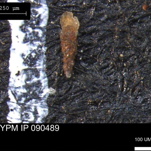 Verneuilinoides hectori
