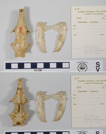 Solenodon cubanus