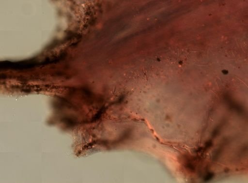 Ircinia sp.