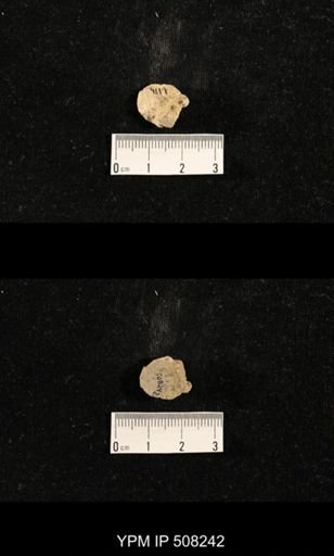 Streptorhynchus pygmaeum?