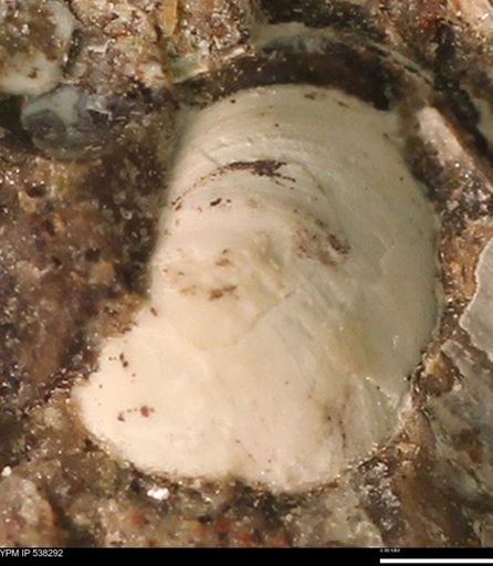 Corbulamella gregaria