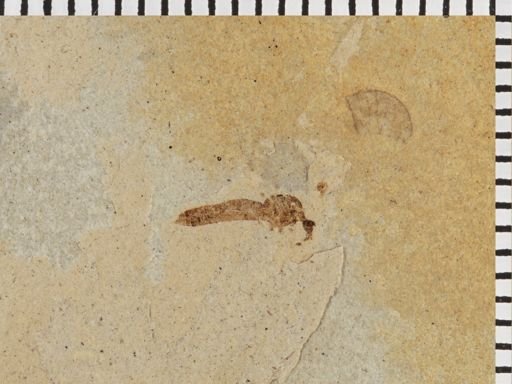 undet. Tipulidae