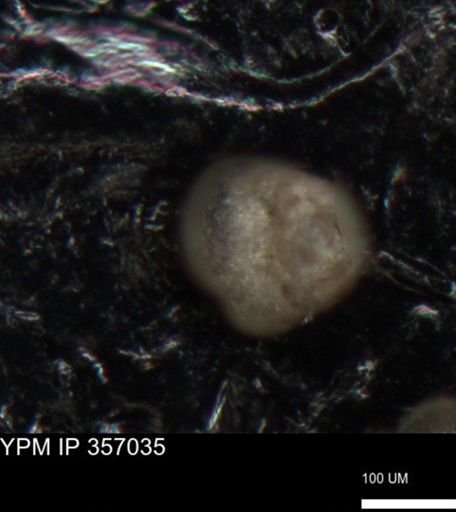 undet. Foraminiferida