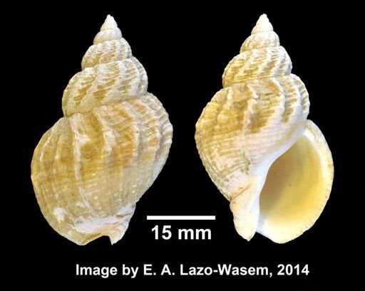 Buccinum undatum