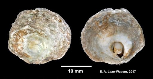 Anomia simplex