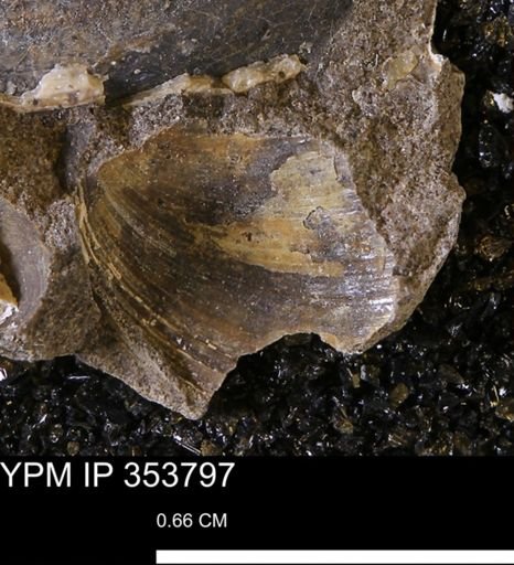 Limopsis striatopunctatus