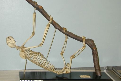 Choloepus didactylus
