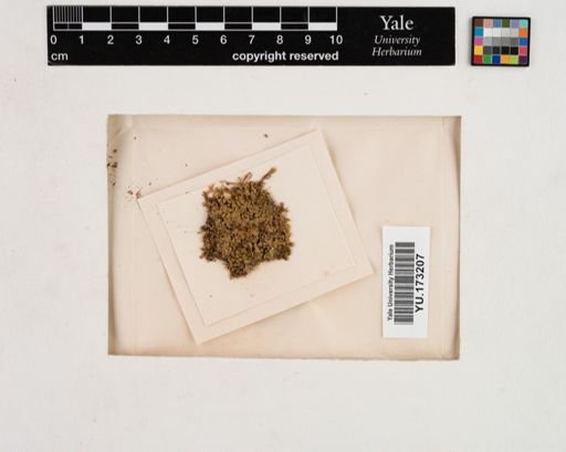 Plantae