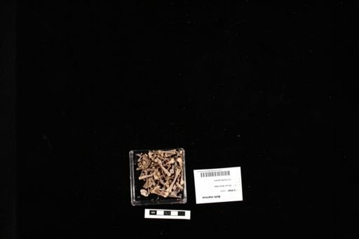 Bufo marinus