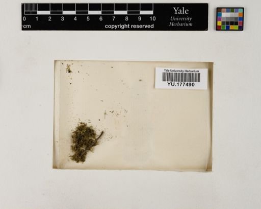 Plantae