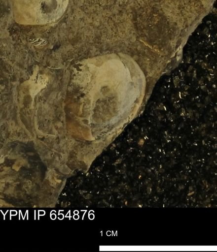 Protocardia