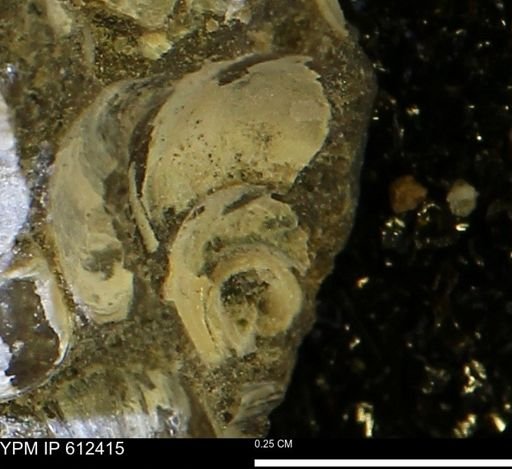 undet. Mollusca