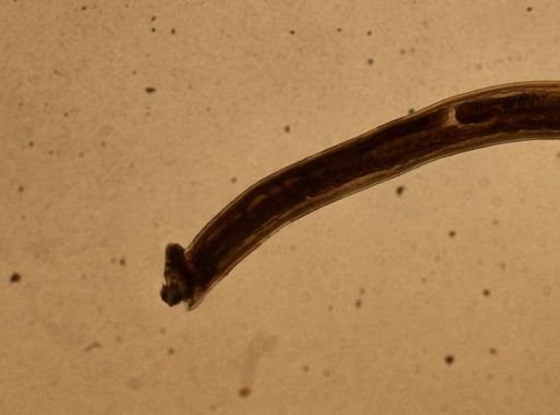 Ancylostoma caninum