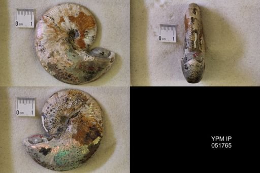 Hoploscaphites nicolletii