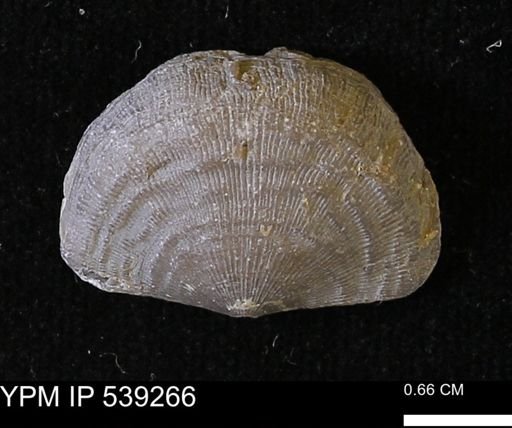 Leptaena rhomboidalis tenuistriata