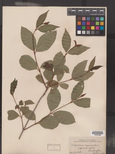 Viburnum cassinoides