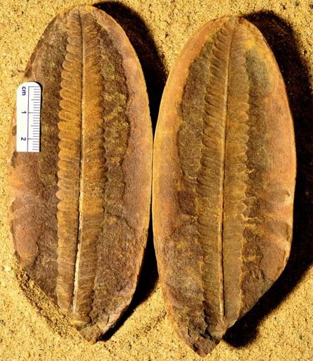Pecopteris