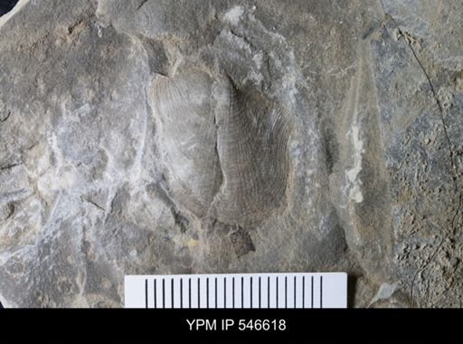 undet. Bivalvia