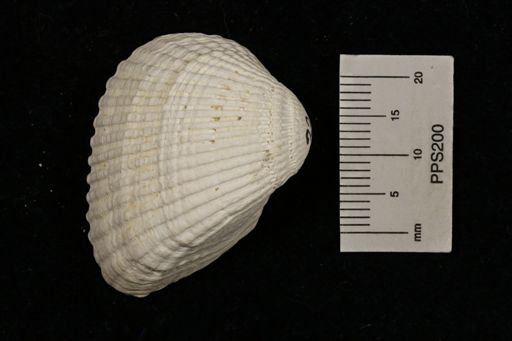 Arca (Scapharca)