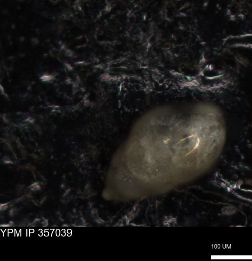 undet. Foraminiferida