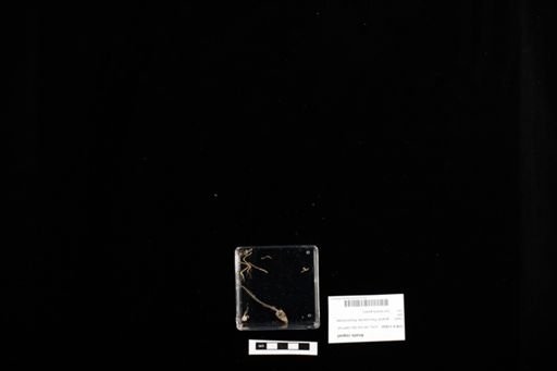 Anolis roquet