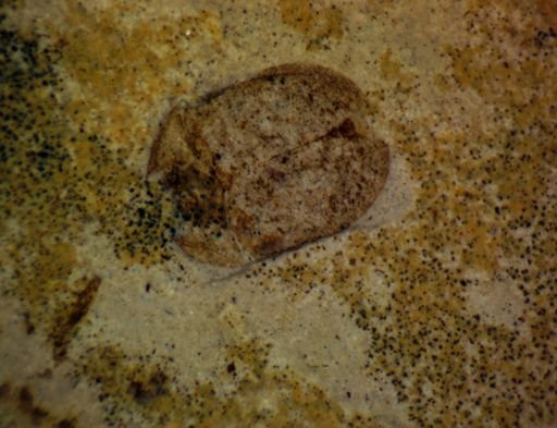 undet. Coleoptera